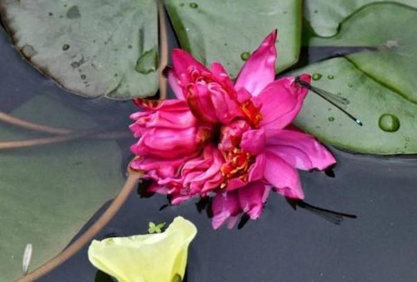 睡莲|广州七蒂睡莲拟申请吉尼斯世界纪录 网友：快拜一拜求好运