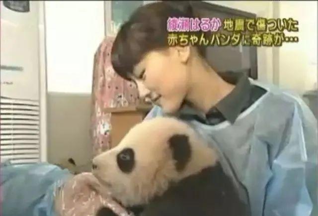 想和熊猫结婚、为看熊猫放弃妹妹婚礼！网友：