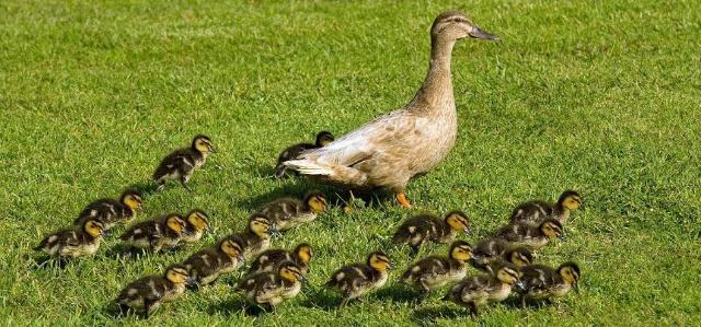 一只活鸭50元，有些街边卖的烤鸭只卖19元？内行