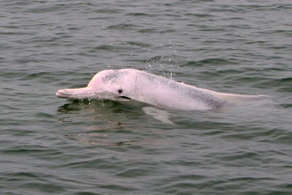 物种百科：中华白海豚