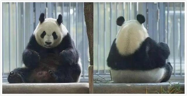 想和熊猫结婚、为看熊猫放弃妹妹婚礼！网友：