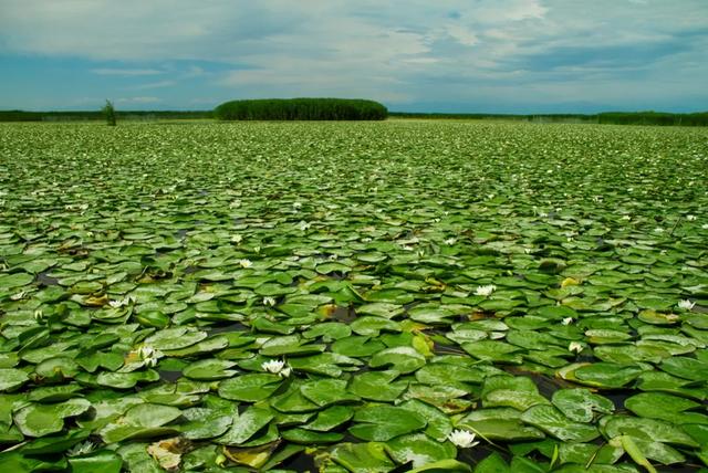 摄影地推荐｜到这些湿地美景探寻“绿野仙踪”