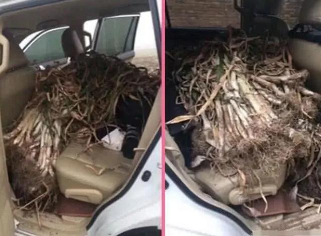 用SUV拉大葱，交警查到扣3分罚200，自己的东西都不能做主？