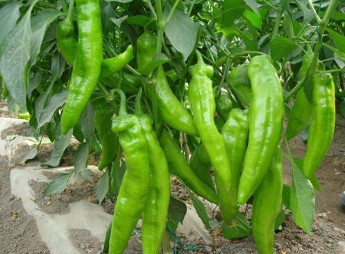 种植反季节蔬菜一年"三种三收"每亩增收15000元
