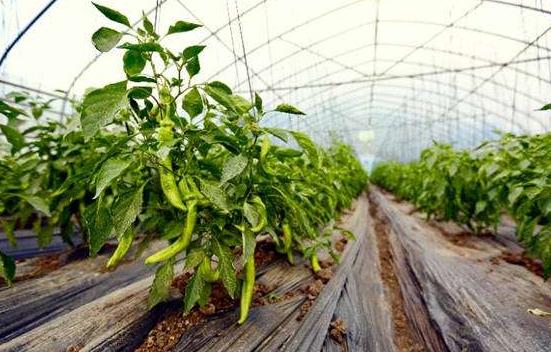 种植反季节蔬菜一年"三种三收"每亩增收15000元