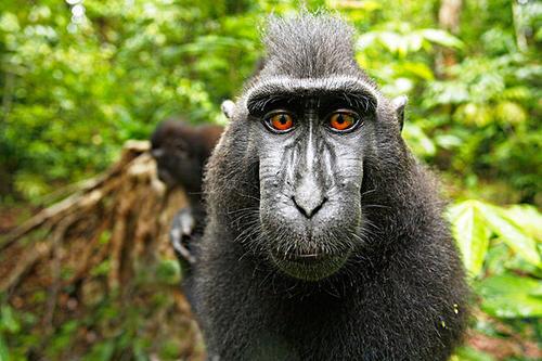 你认可进化论吗，为什么现在没有人猿进化成人了？