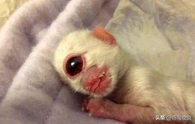盘点世界七大畸形生物！双头猫、蜥蜴人、双嘴
