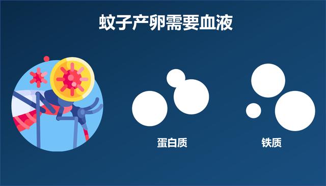 交配后才吸血？蚊子如何在短暂的一生中，让我们对其深恶痛绝？