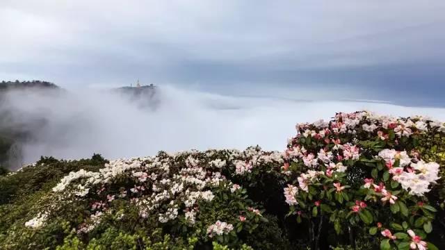 震撼！航拍四川名片峨眉山