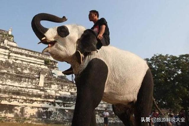 印度租大熊猫失败之后，竟然自己“制造”，网友看完捧腹大笑