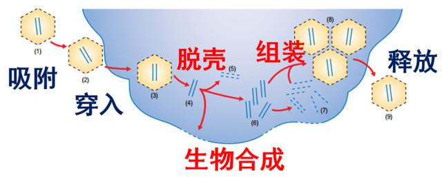 抗新冠药物及疫苗的研究进展