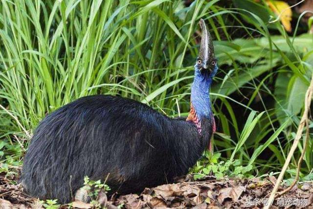 世上最危险的鸟：一脚能踢穿钢板，伤人无数，