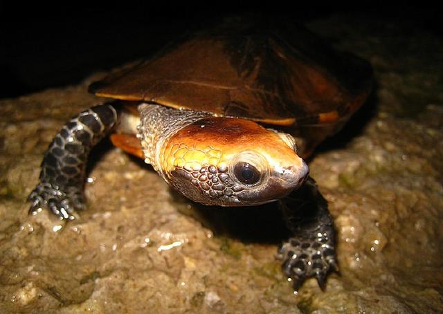 物种百科：红头扁龟
