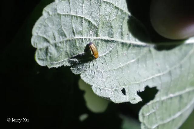 拍鸟、赏花、观虫应有尽有，50后、70后、00后其乐融融