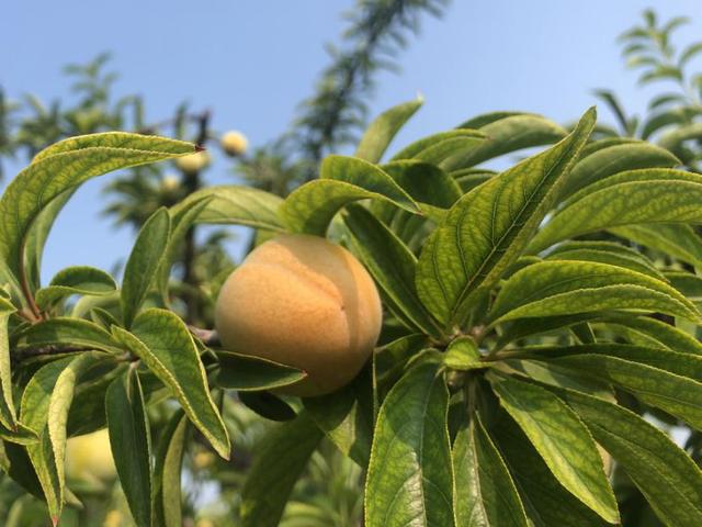 太行黄李 “邮”出深山