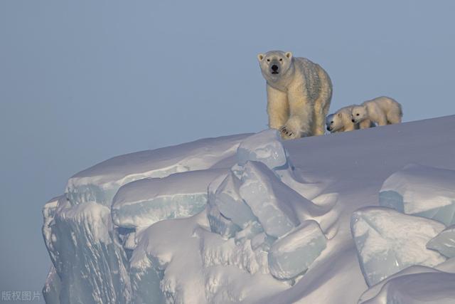 为什么南极没有北极熊？如果把北极熊放到南极能活下来吗？
