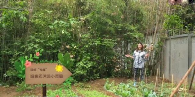 周海媚独居北京，坐拥超大菜园，直言不需要找