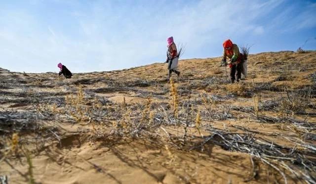 生态扶贫|内蒙古：沙海绽绿又生金