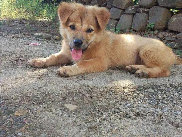 为什么同样是土狗，日本的柴犬价格很高而中华田园犬不招人待见？