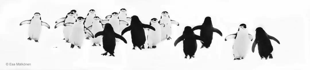 大师评图VOL.100 | 巴布亚企鹅的“高光时刻”