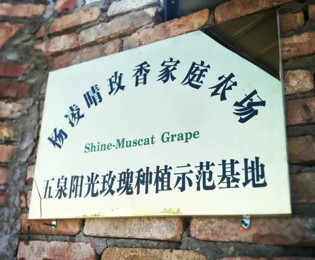 走向我們的小康生活⑥ |“種下希望就會有收獲”