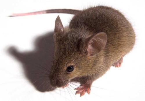 老鼠基因和人类有很高相似度，为什么长得和人类差距这么大？
