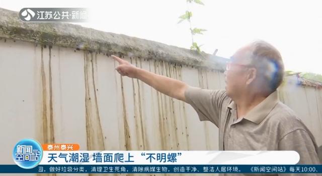 天气潮湿墙面爬上“不明螺”居民担心是钉螺传播血吸虫病