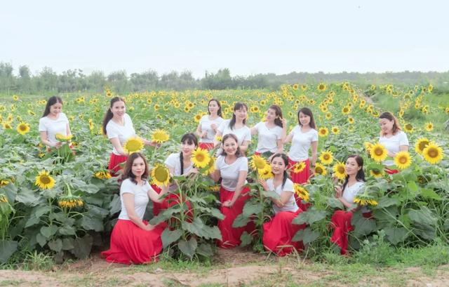 菏澤這個公園有一大片向日葵花田，美翻了…