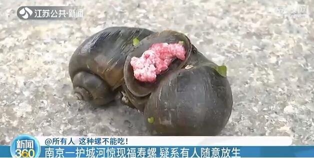 南京护城河惊现福寿螺 这种螺吃了可致命