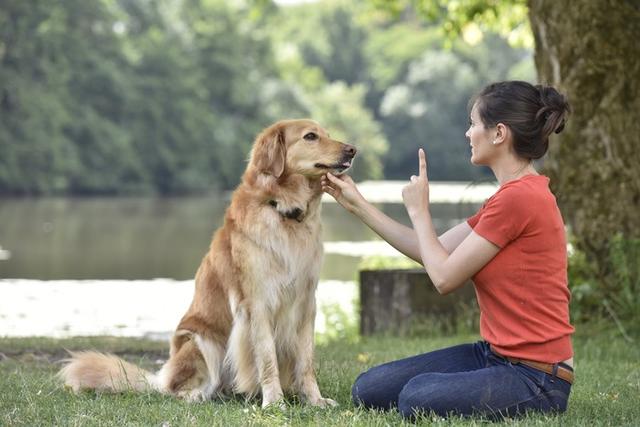 各种训犬方式大比拼！要花多少钱？哪种更适合狗狗？