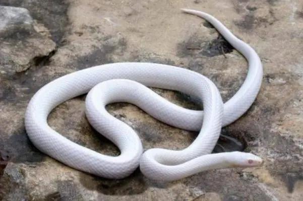 蛇妖吃了一个小孩，结果却看见一块大石头从蛇