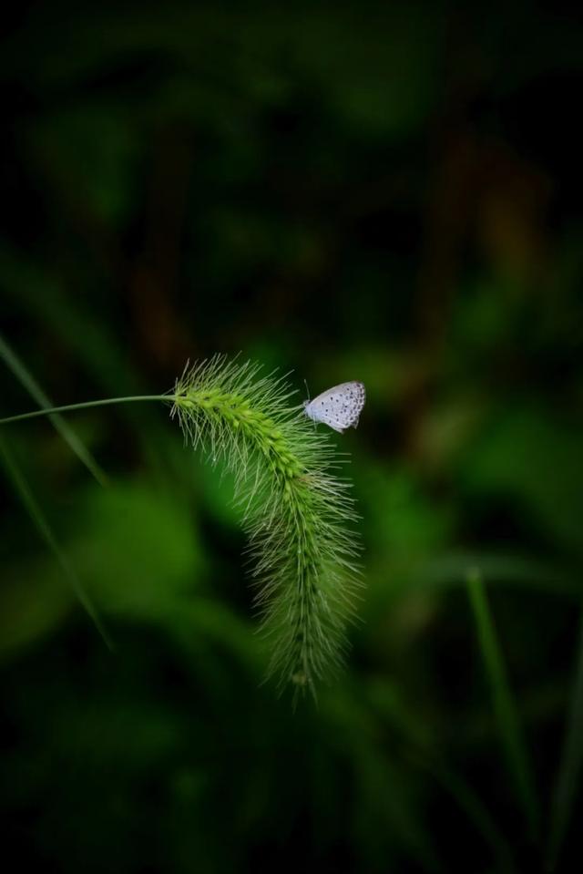 「一波」今日小暑 来一波和小暑有关的唯美图片发朋友圈