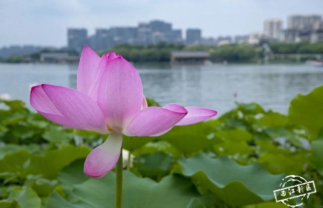 曲江卧莲台，一池荷花醉夏天