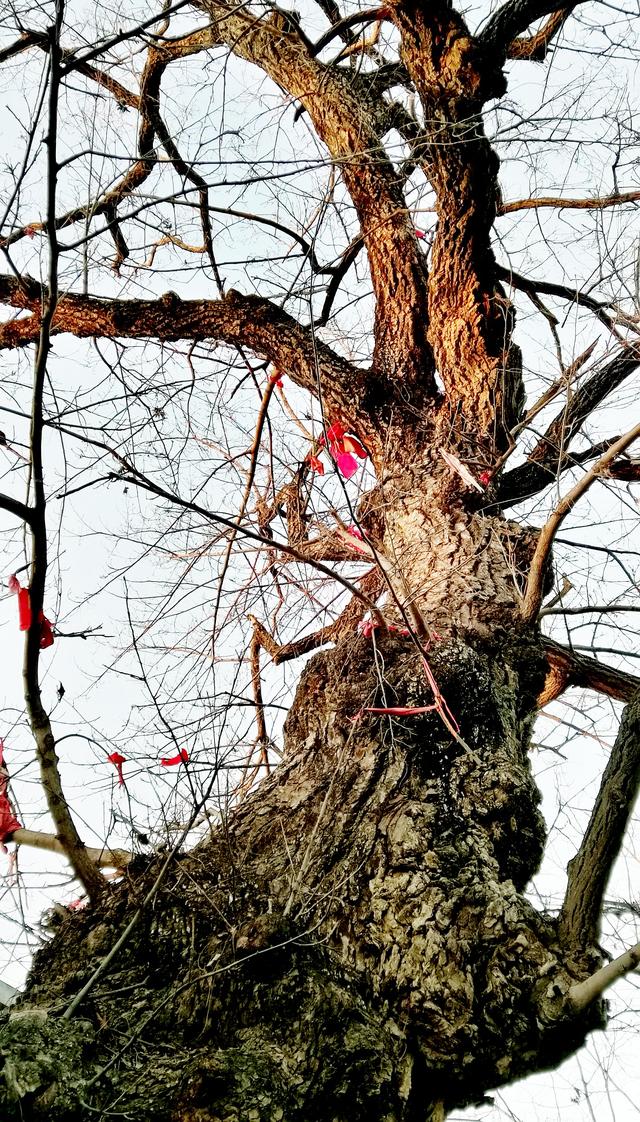 皖北宿州一奇观：树驮桥，桥驮树，相依相伴300年