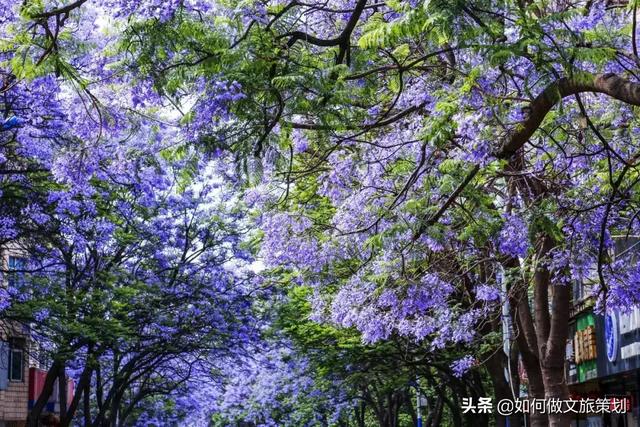 蓝楹花什么时候开(蓝花楹几年开花)