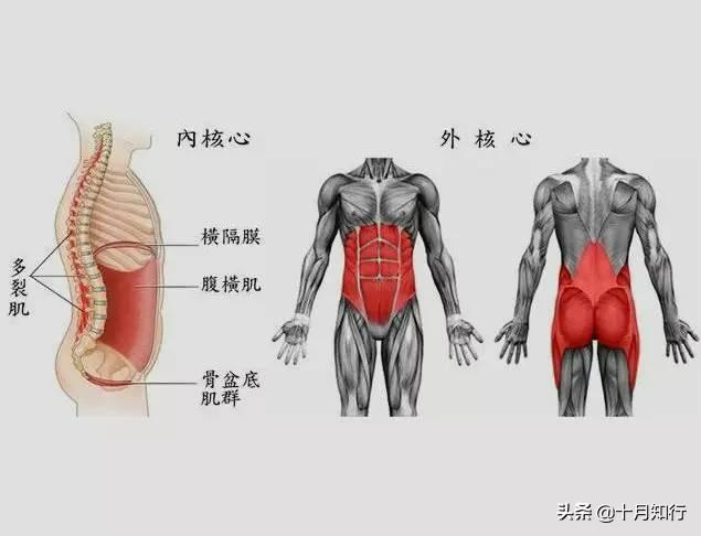 鍛鍊核心肌群好處多，動作簡單也不難練，幫你縮小腰圍挺拔身姿