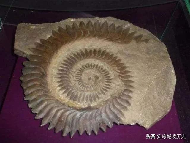 看化石以为是个进化畸形的远古生物，没想到却是个海洋霸主