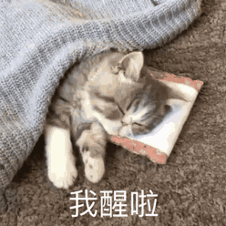 7.24 | 表情包来啦