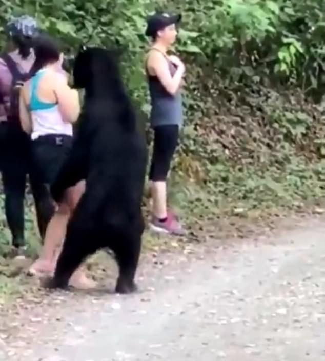 曾嗅女游客的黑熊 又抱女子大腿 网友：是只公熊，鉴定完毕！
