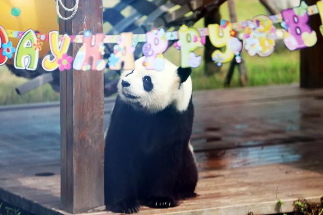临沂动植物园为大熊猫融融和银柯举办生日会