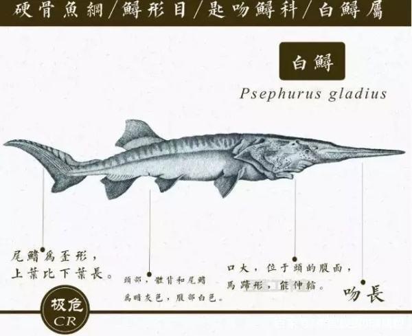 意外！科学家不小心将两个濒危物种结合，造就了“奇异杂交体”