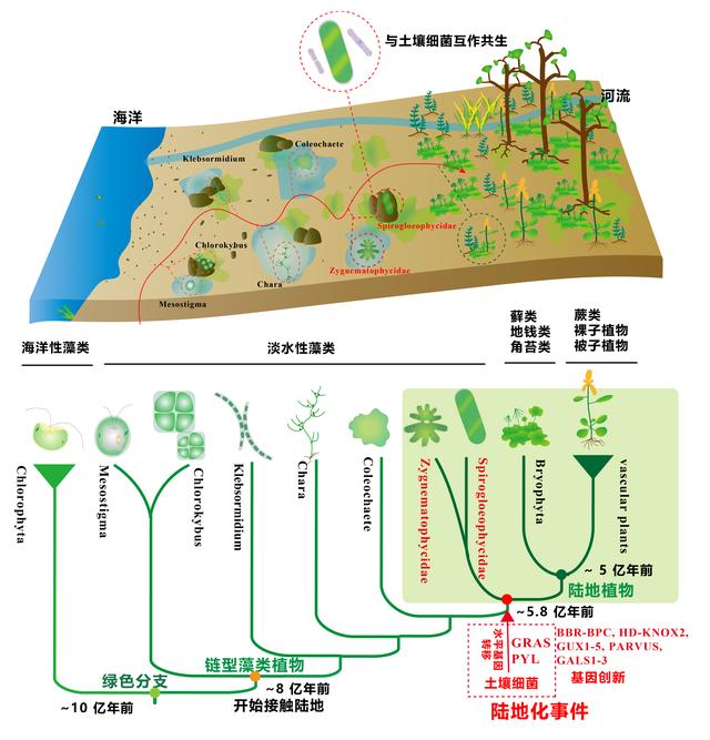5亿年前陆地植物的“根”在哪里？以前我们都有所误会