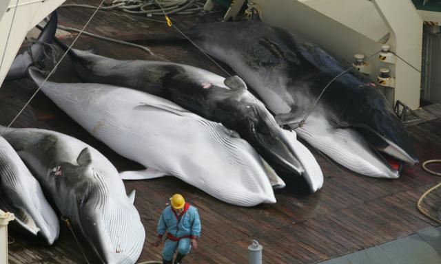 新冠疫情拯救鲸鱼！日本鲸鱼肉价格暴跌，渔民自称陷入绝境
