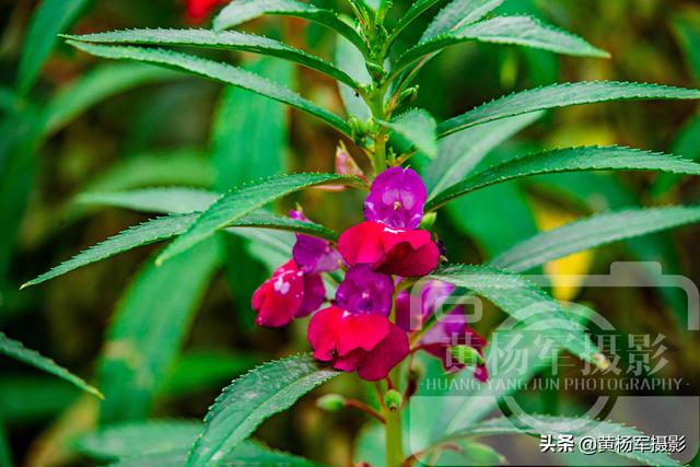 凤仙花的花瓣形状