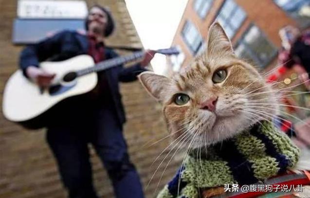 浪学来了、流浪猫鲍勃去世、唐禹哲恋上小13岁女友｜一周瓜总结