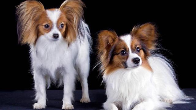 æéåå®¶åº­å»çåç§å¤§åç¬