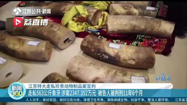 江苏特大走私珍贵动物制品案宣判！被告人走私563公斤象牙被判刑11年6个月