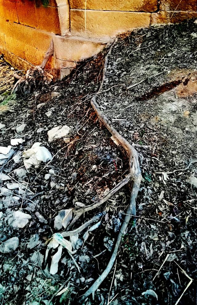 皖北宿州一奇观：树驮桥，桥驮树，相依相伴300年