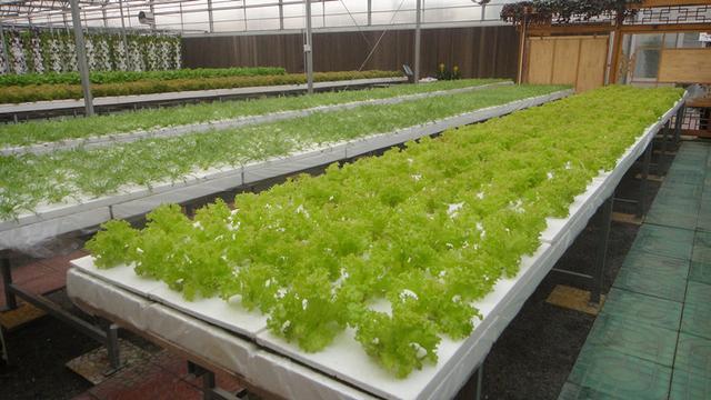 咨询温室大棚造价需要了解内容有哪些