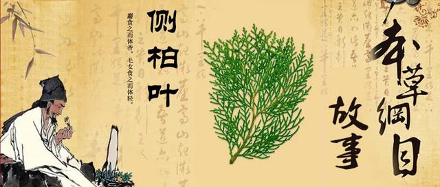 《本草纲目》故事：止血良药侧柏叶